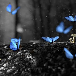 papillons bleu colorées avec des champignons et le fond en gris