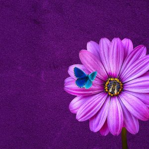 fleur rose sur fond violet avec papillon et abeille